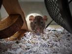Tamme ratjes | Husky ratjes | Benodigdheden ratjes, Dieren en Toebehoren, Meerdere dieren, Rat, Tam