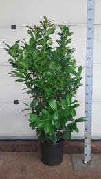 Laurier / Prunus Etna - Genolia - Herbergii 120 cm - 200 cm, Tuin en Terras, Planten | Struiken en Hagen, Laurier, Ophalen, 100 tot 250 cm
