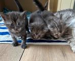 Kittens britse korthaar x ragdoll, Dieren en Toebehoren, Katten en Kittens | Raskatten | Korthaar, Kater, Met stamboom