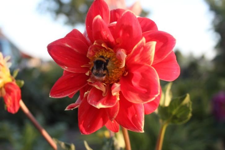 Dahlia Maxime, Tuin en Terras, Bloembollen en Zaden, Knol, Volle zon, Ophalen of Verzenden