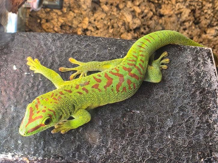Phelsuma Grandis Daggekko (high red), Dieren en Toebehoren, Reptielen en Amfibieën, Hagedis, 0 tot 2 jaar