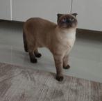 Siamees kater, Dieren en Toebehoren, Katten en Kittens | Raskatten | Korthaar, Kater