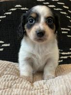 Mooie kleine kaninchen/dwerg teckel pupjes, Dieren en Toebehoren, Kaninchen, Reu, CDV (hondenziekte), 8 tot 15 weken