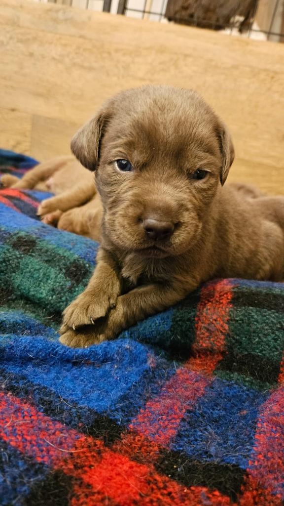 Prachtige zilveren en witte labrador Labmaraner pups, Dieren en Toebehoren, Honden | Retrievers, Spaniëls en Waterhonden, Meerdere dieren