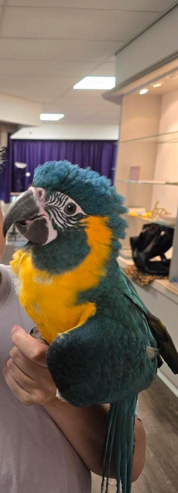 Blauwkeel ara pop, 8 maanden oud en getest, zoekt huisje beschikbaar voor biedingen