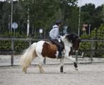 Super knappe Irisch Cob, Dieren en Toebehoren, Gechipt, Ruin, L, 11 jaar of ouder
