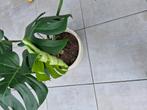 XL Monstera Deliciosa, Huis en Inrichting, Kamerplanten, Ophalen, Halfschaduw, Minder dan 100 cm