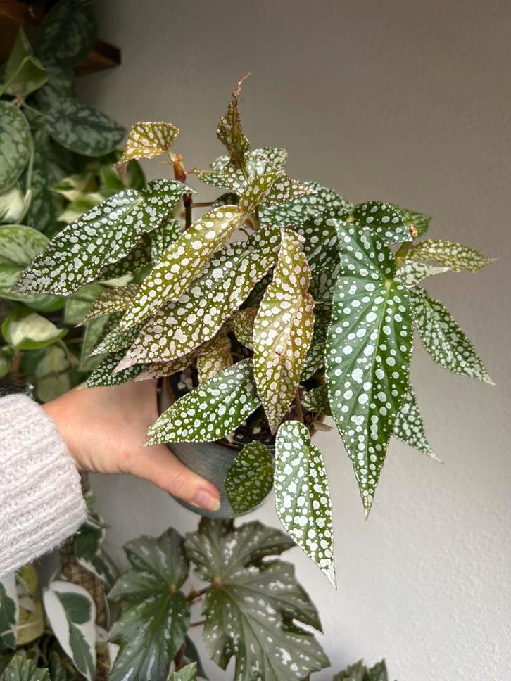 Begonia white ice, plant uit stekken, Huis en Inrichting, Kamerplanten, Minder dan 100 cm, Halfschaduw, Ophalen of Verzenden