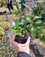 Pachysandra terminalis 'green sheen', Tuin en Terras, Ophalen, Zomer, Vaste plant, Volle zon