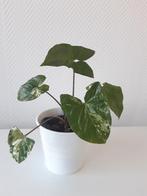 Syngonium variegata, Huis en Inrichting, Kamerplanten, Ophalen, Overige soorten, Halfschaduw, Minder dan 100 cm