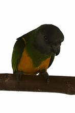 Bonte boer, Dieren en Toebehoren, Vogels | Parkieten en Papegaaien, Vrouwelijk, Papegaai, Geringd