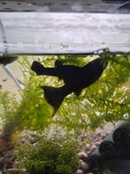 Zwarte visjes (molly), Vis