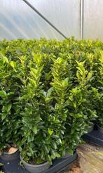 Euyonimus ‘greenspire’  buxus vervanger 30cm hoog, Tuin en Terras, Ophalen, Minder dan 100 cm