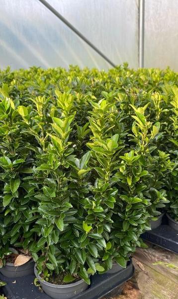 Euyonimus ‘greenspire’  buxus vervanger 30cm hoog beschikbaar voor biedingen