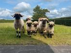 Walliser schwarznase lammeren, Meerdere dieren, Schaap, 0 tot 2 jaar