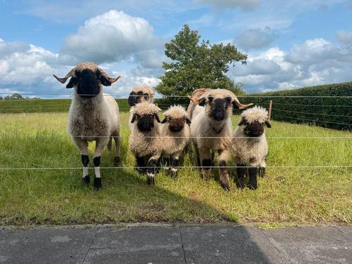 Walliser schwarznase lammeren, Dieren en Toebehoren, Schapen, Geiten en Varkens, Schaap, Meerdere dieren, 0 tot 2 jaar