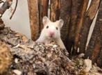 Jonge tamme goudhamsters (man) rechtstreeks van de fokker, Dieren en Toebehoren, Knaagdieren, Hamster, Mannelijk, Mei, Tam