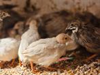 Chinese dwergkwartels, Dieren en Toebehoren, Pluimvee, Meerdere dieren, Overige soorten