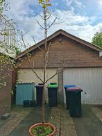 Kastanje boom kastanje, Ophalen, Volle zon, Overige soorten