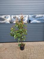 Photinia Fraseri, Ophalen of Verzenden, Overige soorten, Haag, 100 tot 250 cm