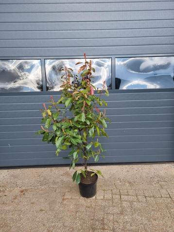  Photinia Fraseri  beschikbaar voor biedingen