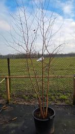 Betula pendula meerstammig, Ophalen of Verzenden, Volle zon, Overige soorten
