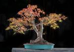 bonsai Japanse Esdoorn Acer palmatum, Bloeit niet, Halfschaduw, Overige soorten, Minder dan 100 cm