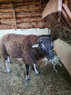 Dassekop ram, Dieren en Toebehoren, Schapen, Geiten en Varkens, Mannelijk, Schaap