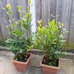 Echte Laurier  Laurus Nobilis, Ophalen, Laurier, Struik, Minder dan 100 cm
