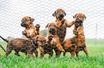 Rhodesian Ridgeback pups met F.C.I. stamboom, Dieren en Toebehoren, Honden | Beagles, Bassets en Lopende honden, Rabiës (hondsdolheid)