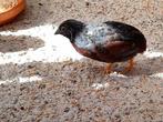 Chinese dwergkwartel haantje natuurbroed 1 euro., Dieren en Toebehoren, Vogels | Overige Vogels, Mannelijk