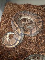 Python regius yb/asphalt kweekgroep., Dieren en Toebehoren, Slang