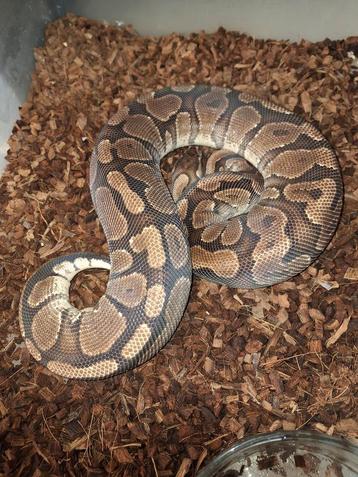 Python regius yb/asphalt kweekgroep. beschikbaar voor biedingen