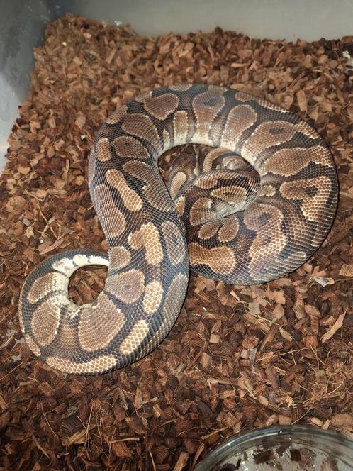 Python regius yb/asphalt kweekgroep., Dieren en Toebehoren, Reptielen en Amfibieën, Slang