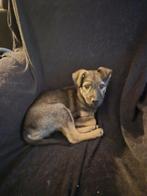 Pupje Van 4 maandjes een reutje, Dieren en Toebehoren, Honden | Niet-rashonden, Particulier, Rabiës (hondsdolheid), 15 weken tot 1 jaar