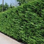 Cupressocyparis Leylandi snelgroeiend maat 100/125 en, Volle zon, Vaste plant, Bloeit niet, Ophalen