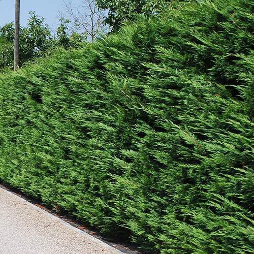 Cupressocyparis Leylandi snelgroeiend maat 100/125 en, Tuin en Terras, Planten | Tuinplanten, Vaste plant, Overige soorten, Volle zon