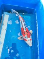 Deze koi 40 cm mooi van kleur, 1 beschadigde vin., Karper of Koi