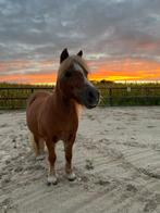 kleinschalige prive stal, Dieren en Toebehoren, Stalling en Weidegang, Weidegang, 1 paard of pony
