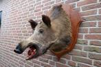 Schitterende grote zware opgezette wilde zwijnen kop, Verzamelen, Dierenverzamelingen, Ophalen, Zo goed als nieuw, Wild dier, Opgezet dier