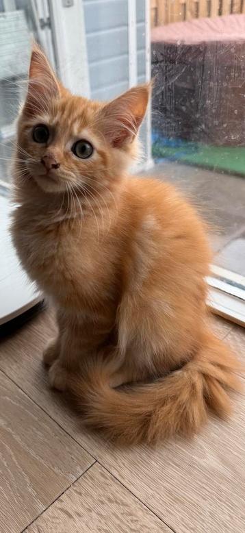 Kruising maine coon / heilige birmaan kitten (vrouwtje) beschikbaar voor biedingen