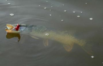 Snoekstreamers met dubbele Magnum zonkerstaart (Tiger Barred beschikbaar voor biedingen