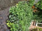 Dahlia op pot, Tuin en Terras, Planten | Tuinplanten, Volle zon, Vaste plant, Zomer, Ophalen