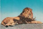 Kaart van een Leeuw, Verzamelen, Ansichtkaarten | Dieren, Verzenden, 1960 tot 1980, Gelopen, Wild dier