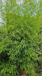 Gratis - Bamboe buitenplant, Ophalen, Bloeit niet, Halfschaduw, Groenteplanten