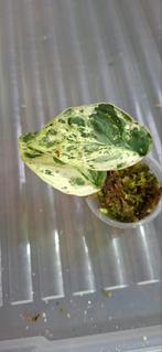 Scindapsus creme brulee, Ophalen of Verzenden, Halfschaduw, Minder dan 100 cm