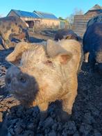 Mooi beertje: 75% Duroc 25% Berkshire, Dieren en Toebehoren, Schapen, Geiten en Varkens, Mannelijk, Varken, 0 tot 2 jaar