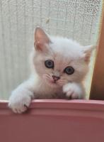 Britse Korthaar kittens, Dieren en Toebehoren, Meerdere dieren, Ontwormd