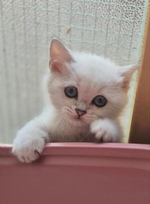 Britse Korthaar kittens, Dieren en Toebehoren, Katten en Kittens | Raskatten | Langhaar, Meerdere dieren, Ontwormd
