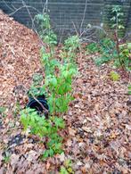 Frambozenstruik, 100 tot 250 cm, Volle zon, In pot, Overige soorten